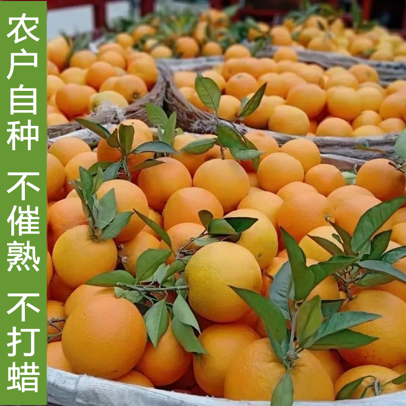 正宗伦晚脐橙橙子秭归春橙图片