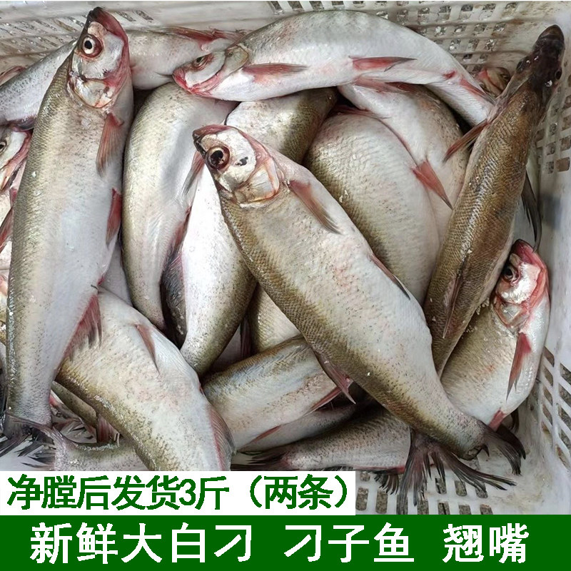鲜活现杀翘嘴鱼新鲜翘嘴白鱼湖北农家大翘嘴鱼刁子鱼大白刁淡水鱼