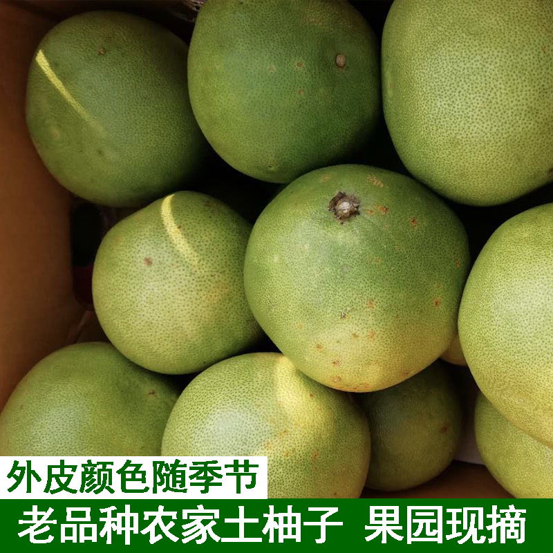 农家自种新鲜小柚子老品种土柚子