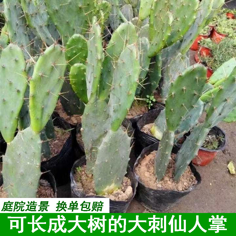 庭院造景多肉新鲜现摘黄刺仙人掌可成大型巨型盆栽植物大刺仙人掌
