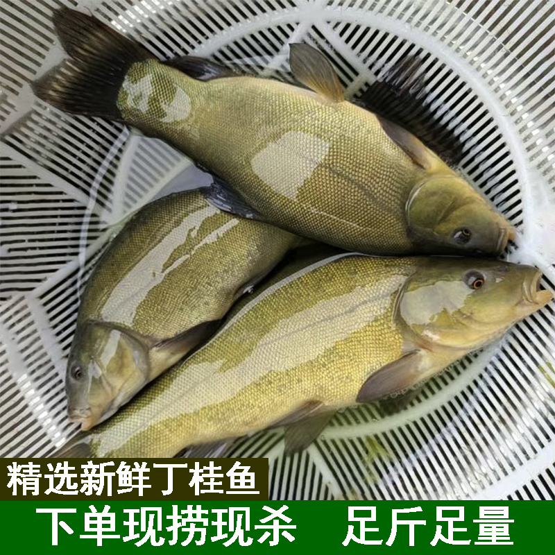 丁桂鱼丁鱥丁贵鱼丁岁鱼丁穗鱼