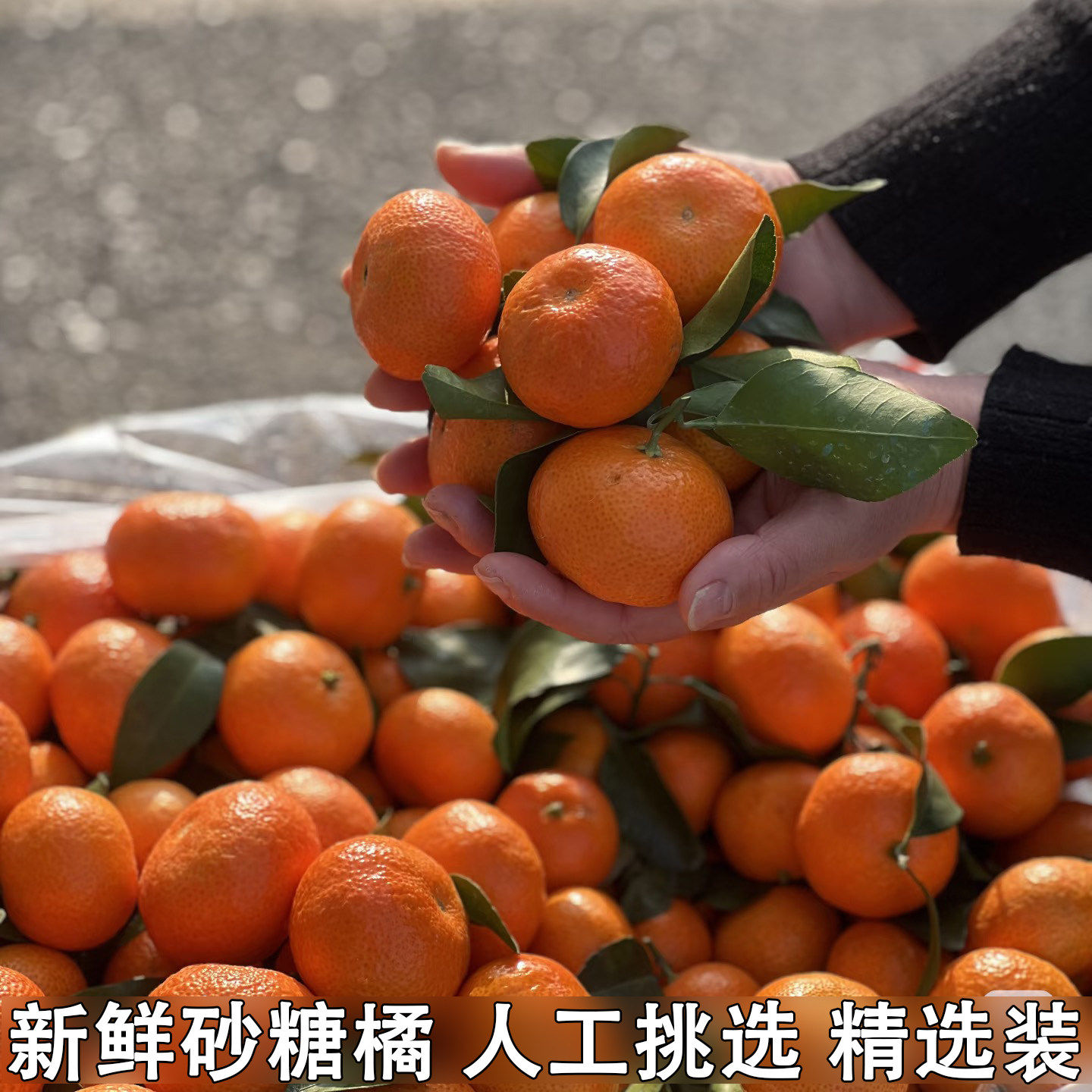现摘新鲜砂糖橘金秋蜜桔小橘子小桔子
