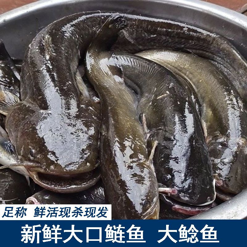大口鲶鱼大鲶鱼鲜活现杀大口胡子刺少淡水土鲶鱼烧烤夜市烧烤鲢鱼