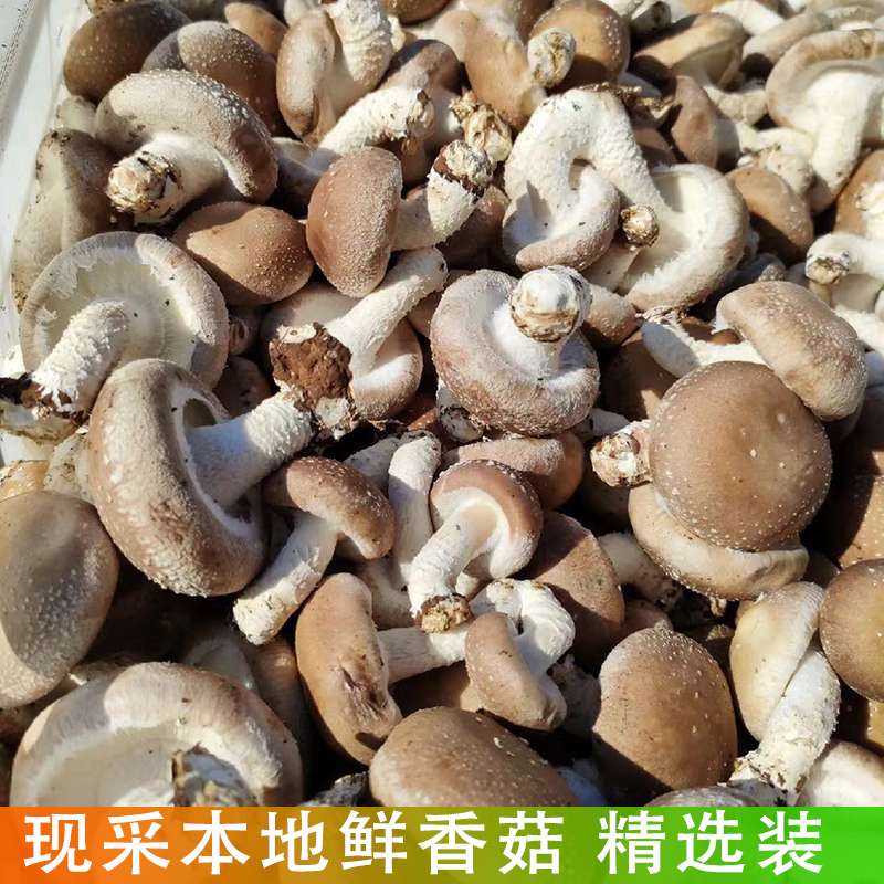 农户新鲜蔬菜蘑菇现采本地鲜香菇自种...