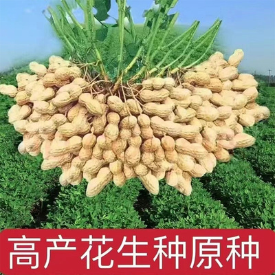 【超高产花生种子】大粒花生新种子薄皮早熟矮杆农科院种籽