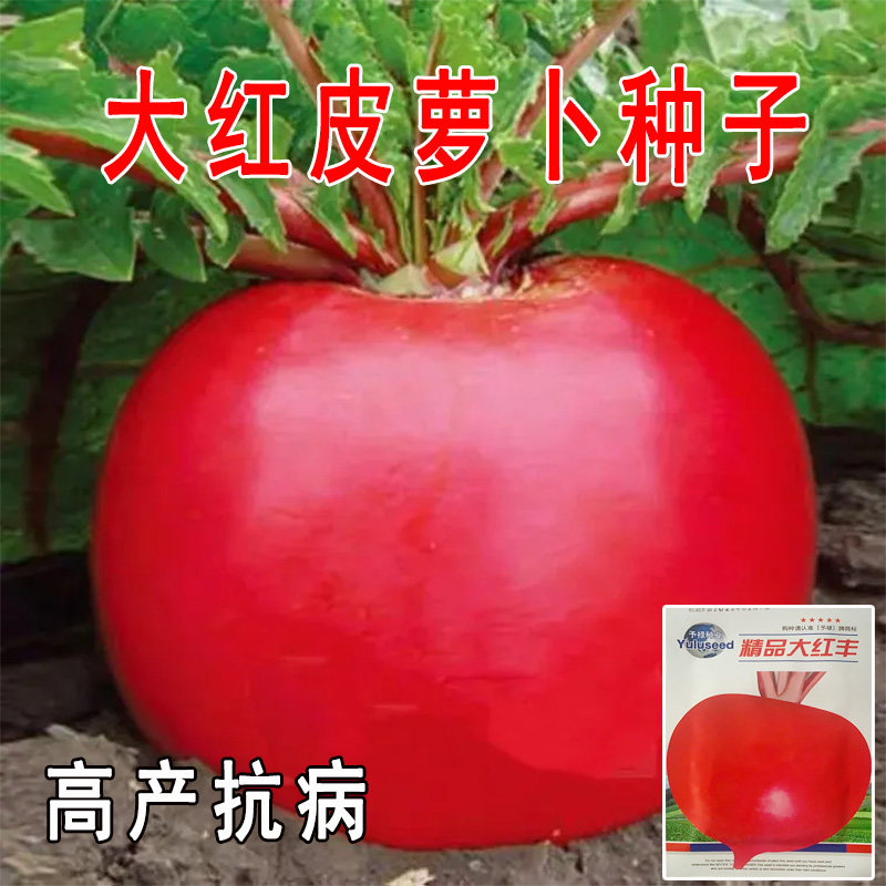 东北大红萝卜种子特大红皮萝卜籽家庭园艺种子