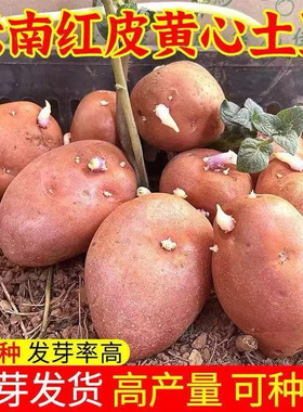 云南农家红皮黄心土豆种发芽高产原种洋芋种子马铃薯种秋季春季