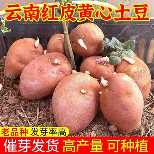 云南农家红皮黄心土豆种发芽高产原种洋芋种子马铃薯种秋季春季