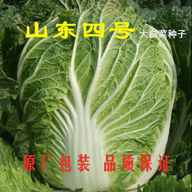 秋播大白菜种子早熟高产抗病90天包心结球冬储白菜籽农家蔬菜种子