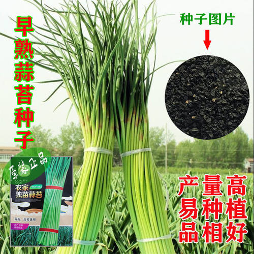 农家独苗蒜种子寒蒜薹蒜川蒜早熟高产出苔蒜苔种子硬叶蒜蒜苗种子
