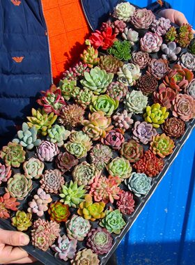 跨境2仓低配带盘多肉植物批发多肉小苗穴盘苗种植diy幼儿园活动