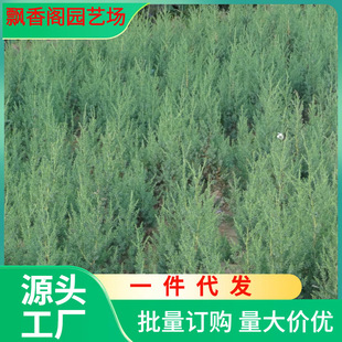 跨境刺柏树苗北京桧柏刺松树苗带刺行道树苗绿化松柏树清明