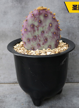跨境圣丽塔 稀缺品种开花紫色仙人掌多肉植物阳台庭院大型花卉小
