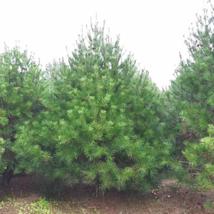 跨境批发荒山绿化白皮松树苗 规格齐全白皮松小苗 园林风景树