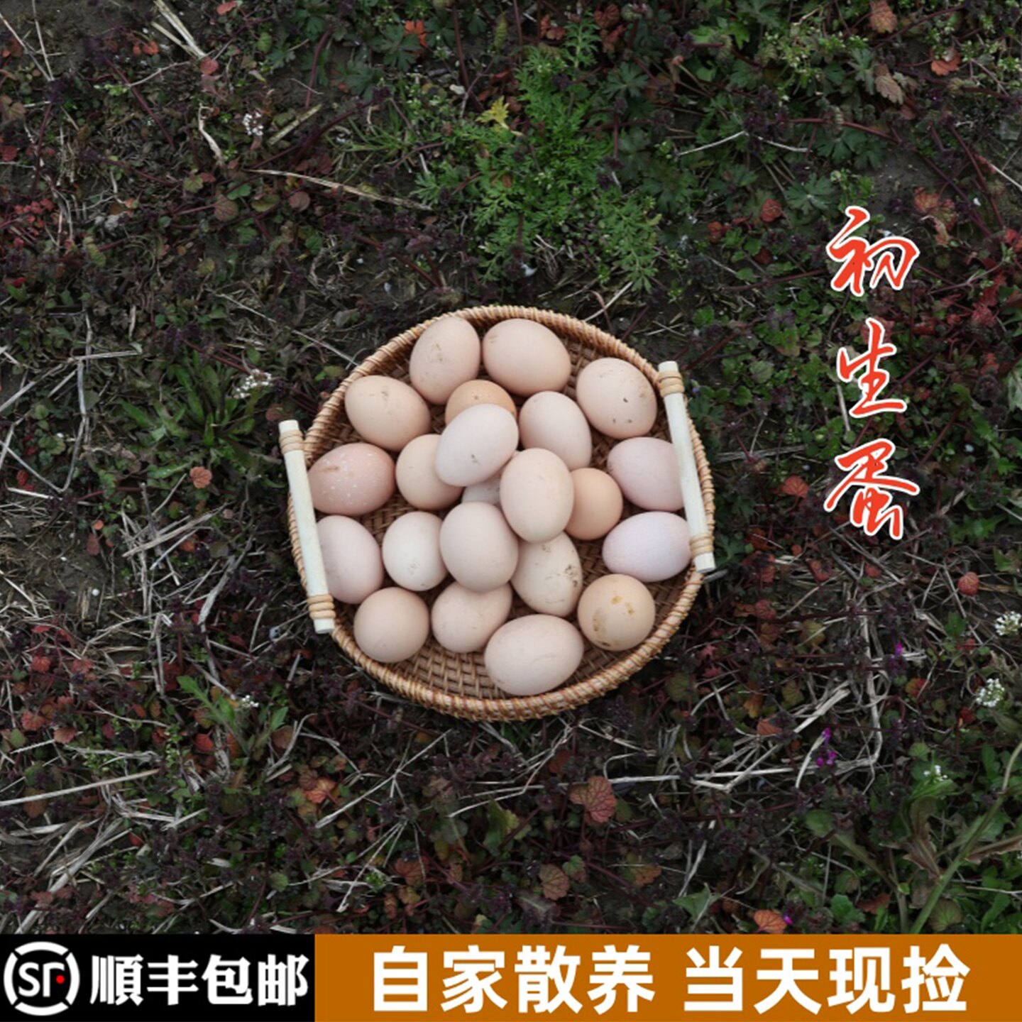 正宗农家散养土鸡蛋初生蛋