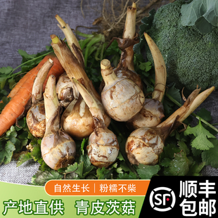 苏北特产农家自种茨菇新鲜白茨菇燕尾菇白马蹄当季时令蔬菜