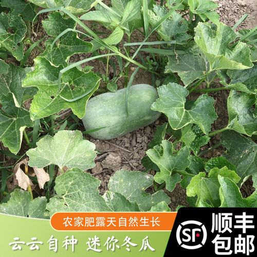 农家自种蔬菜 冬瓜新鲜 小冬瓜 煲汤当季时令脆嫩顺丰包邮