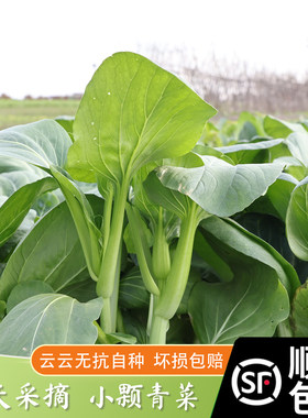 新鲜小青菜糯甜当季顺丰包邮