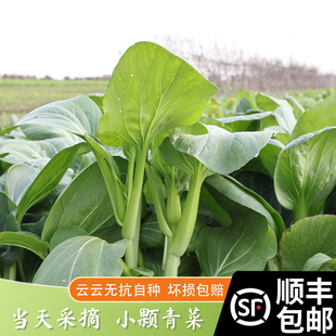 云云农舍自种蔬菜 新鲜小青菜 糯甜当季时令蔬菜顺丰包邮