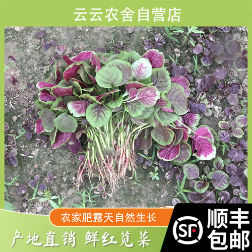 顺丰包邮 苋菜 马屎苋菜紫苋菜蔬菜新鲜当季新鲜 蔬菜农家自种