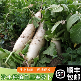 顺丰包邮农家自种白萝卜长萝卜水萝卜春萝卜现挖可腌制萝卜干