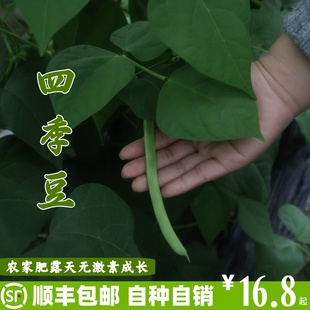 四季 现摘现发 豆新鲜 农家自种 刀豆新鲜 包邮 芸豆新鲜 顺丰