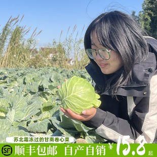 包邮 农家自种 甘蓝 顺丰 卷心菜小圆包菜脆甜新鲜时令蔬菜 当季