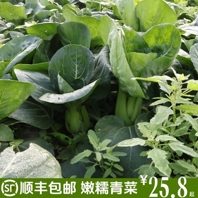 农家自种现摘苏州青青菜小青菜蔬菜新鲜顺丰包邮