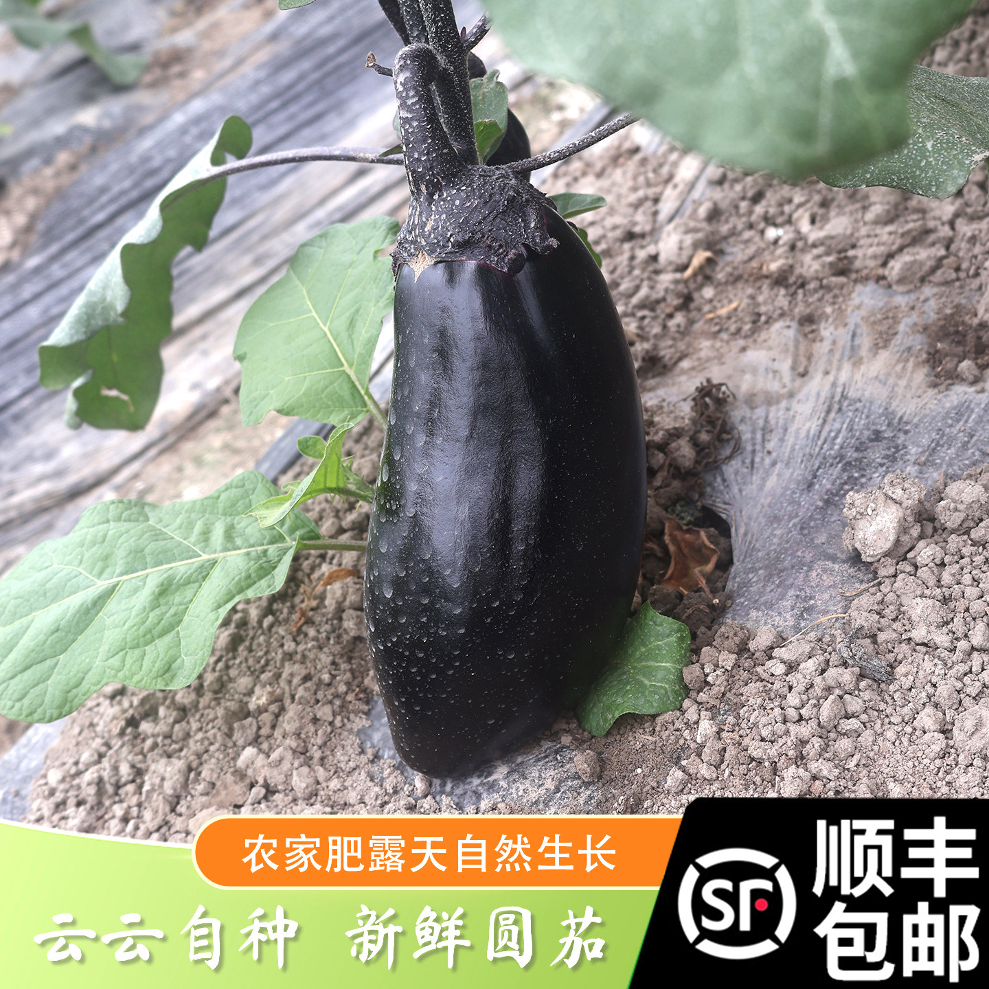 顺丰包邮 老品种圆茄子 自产自销圆茄子 当季时令蔬菜新鲜