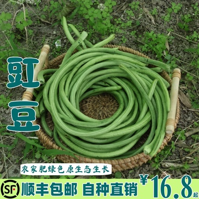 顺丰包邮苏北特产 豇豆新鲜 老品种长豆角嫩脆爽口现摘现发