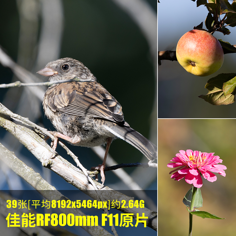 佳能RF800mm F11原片原图RAW+JPG相机图直出图未修图摄影素材图片