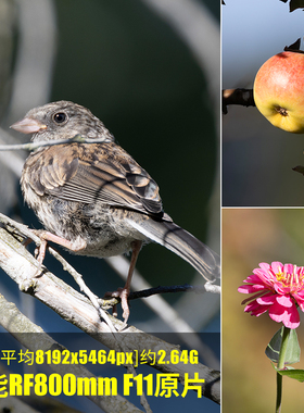 佳能RF800mm F11原片原图RAW+JPG相机图直出图未修图摄影素材图片
