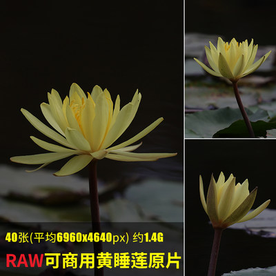 raw可商用黄睡莲原片高清cr3荷花莲花荷叶荷塘夏日莲蓬植物摄影图