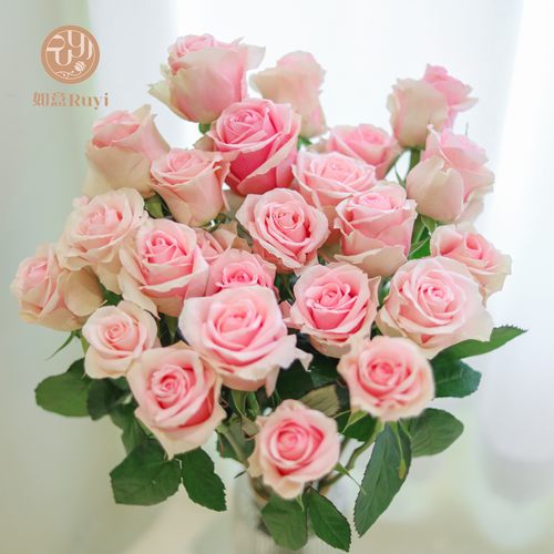 稀有直发水养玫瑰花如意