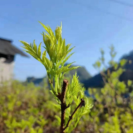 2026明前芽头莓茶500克