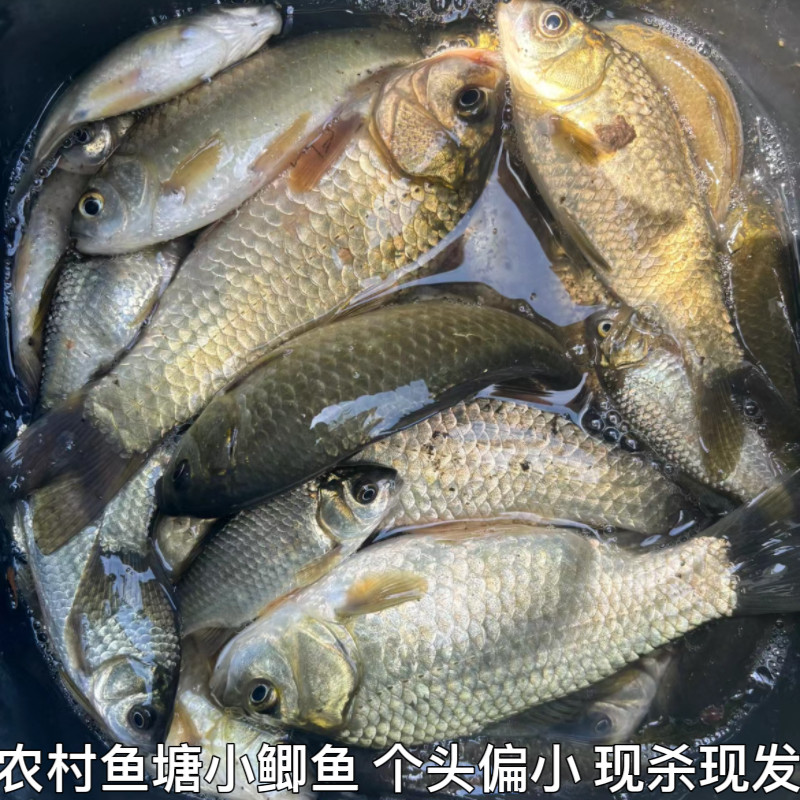 湖北宜昌农村鱼塘小鲫鱼新鲜活的现杀淡水鲫鱼现杀现发包邮