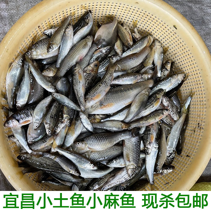 湖北宜昌小杂鱼小河鱼新鲜小鱼淡水鱼小土鱼小麻鱼麦穗鱼现杀包邮