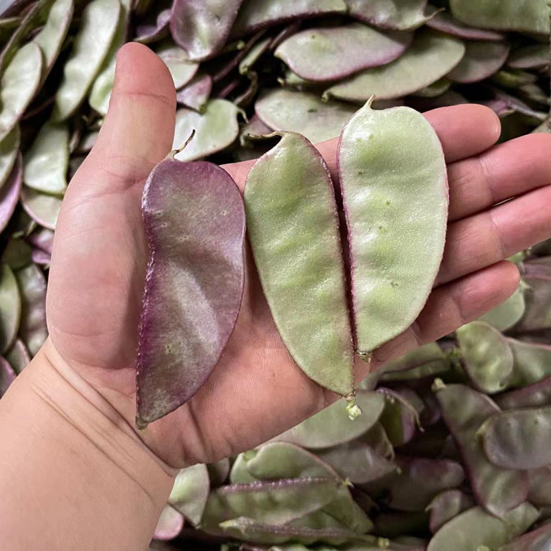 紫扁豆农家露天时令新鲜蔬菜南汇紫扁豆红扁豆扁豆角荚芸豆包邮