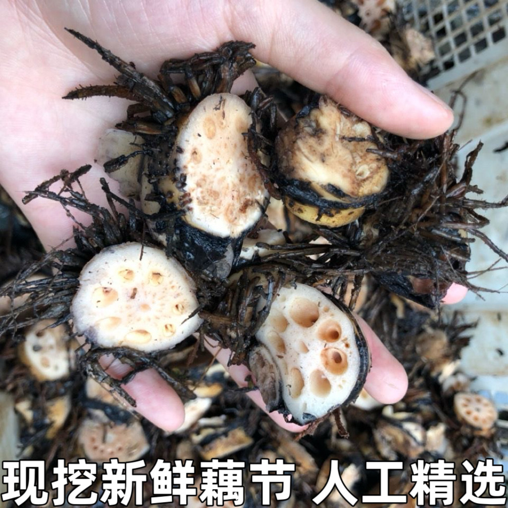 新鲜藕结老藕节鲜藕节带须莲藕节中药材中草药藕节带须现挖现发