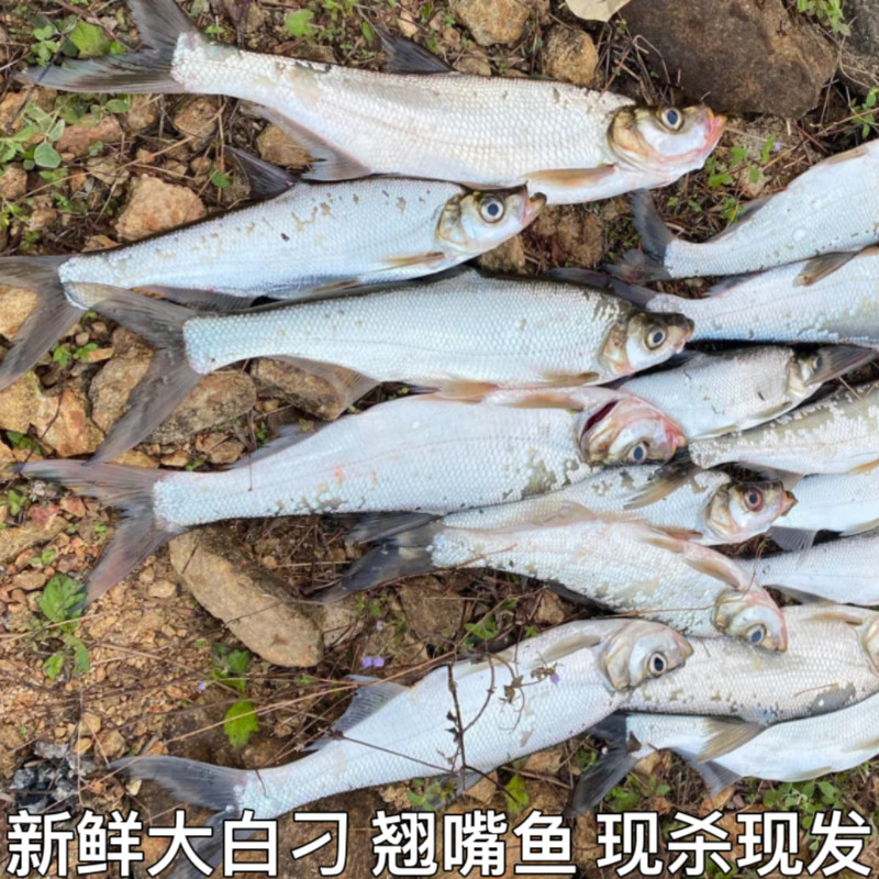 翘嘴鱼新鲜翘嘴白鱼大翘嘴鱼刁子