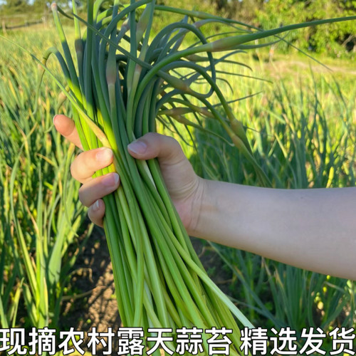 2022年新鲜蒜苔 红帽蒜苔农家自种新鲜蔬菜应季蒜苗嫩蒜薹蒜毫