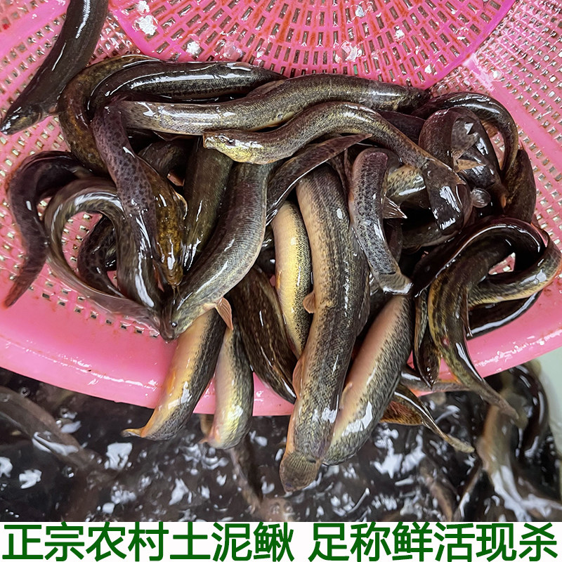 土泥鳅新鲜农村泥鳅鱼鲜活淡水青鳅黄板鳅鱼钓青鱼鳅土泥鳅包邮