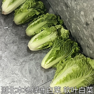 散叶白菜新鲜湖北本地青菜绿叶大白菜叶类菜软叶白菜新鲜软叶白菜