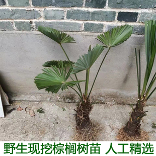 棕树苗棕榈树苗棕榈树扇子树葵蒲扇棕榈大树别墅绿植棕竹苗棕