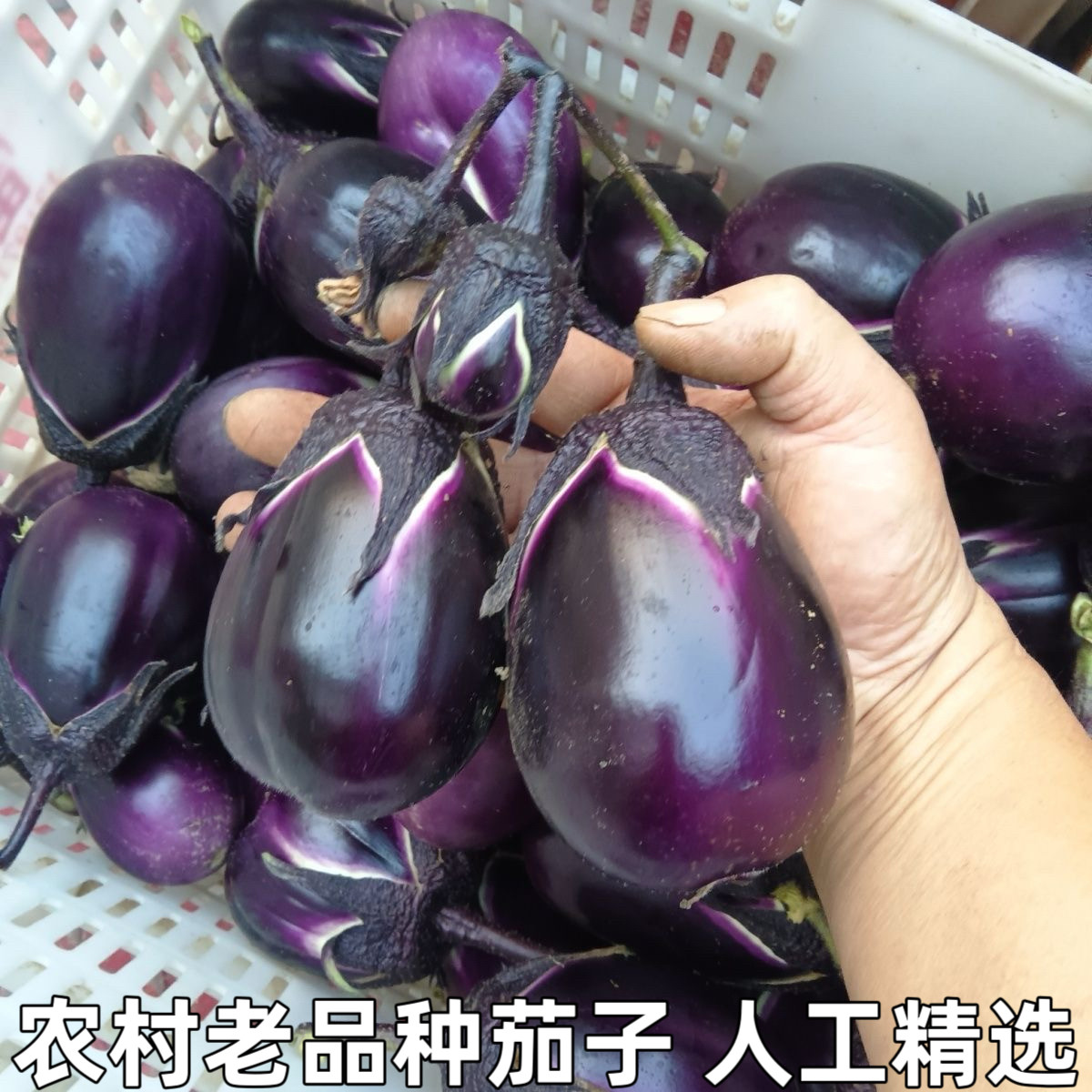 湖北农家自种农家蔬菜紫圆茄子冬茄子老品种紫色椭圆茄子紫皮茄子
