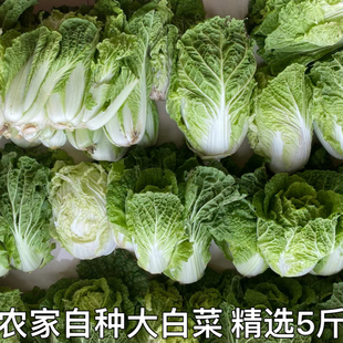 农家自种大白菜青菜绿叶菜白菜新鲜软叶白菜新鲜青杂散叶白菜叶