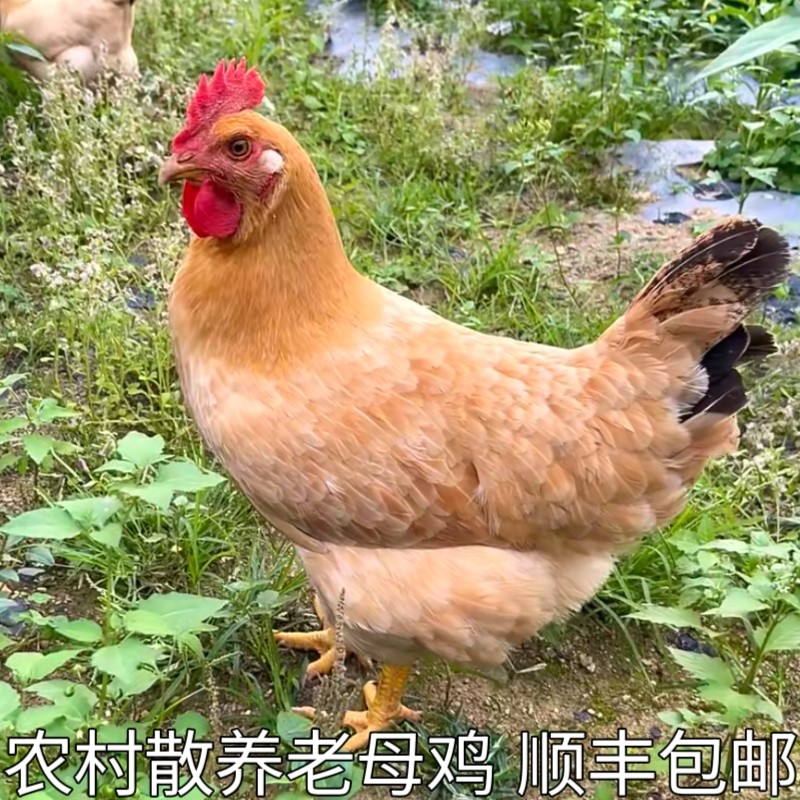 深山收购农家散养土鸡新鲜现杀土母鸡柴鸡孕妇月子走地老母鸡顺丰