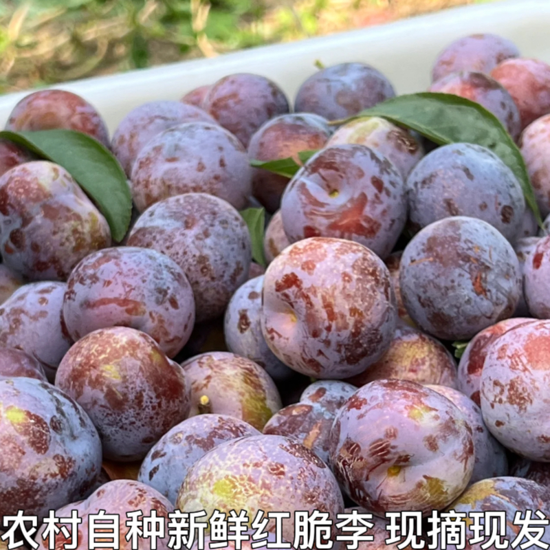 脆红李新鲜水果青红脆李