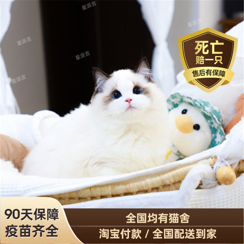 纯种蓝双布偶猫长毛仙女猫幼崽蓝眼睛活体家养宠物猫CFA血统赛级