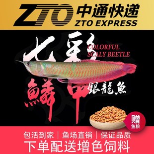 速发银苗龙鱼龙鱼黄化银龙鱼金龙鱼幼龙热带观赏鱼七彩银苗鱼一对